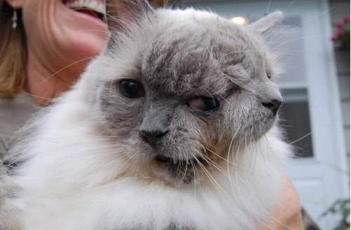 ̽����˫��è�漣���12�� ���Ƽ���˹��ͼ��