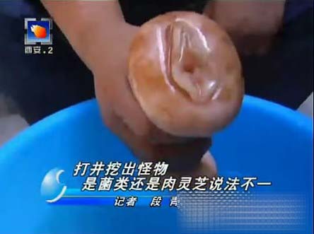 ��ο��������֥���ߺ����� ���Ů���ߣ�ͼ��