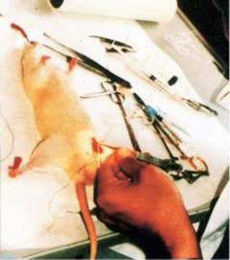 ���أ��Ҳ��̶õĶ���ʵ�����Ƭ��ͼ��