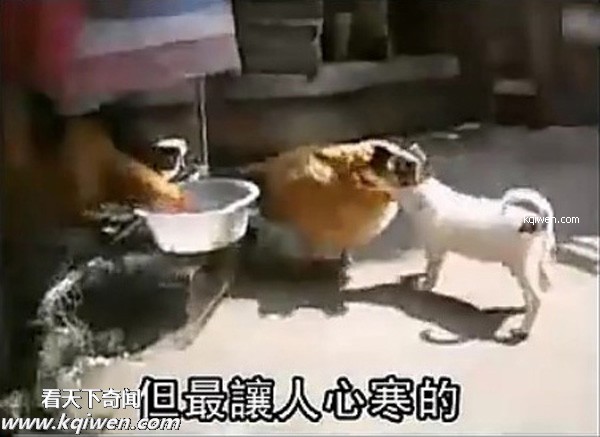 ��ɫС�������컯�����Ｆ(��ͼ)