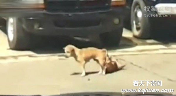 ʵ���������ְ�������������� Χ��·�˿�Ц����(��Ƶ����ͼ)